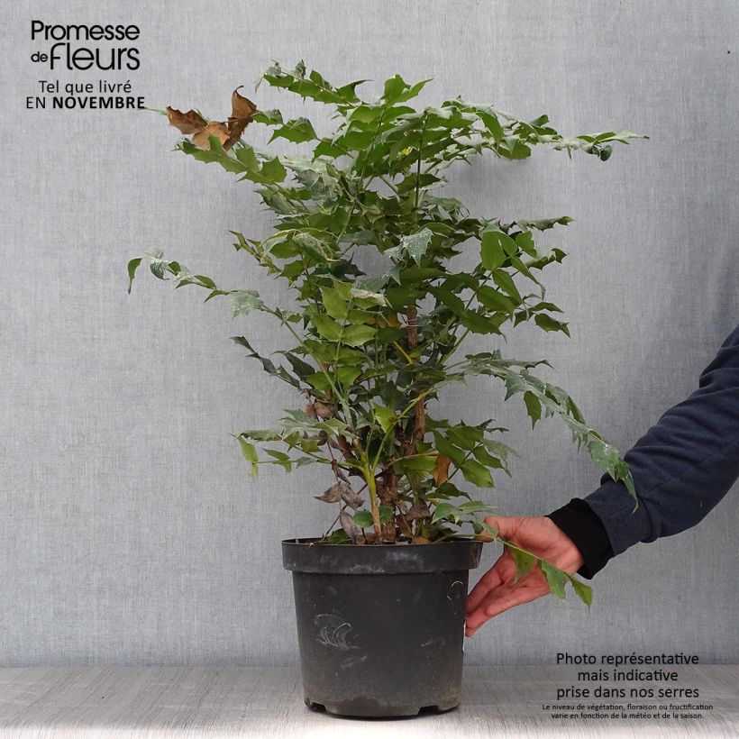 Amostra de Mahónia japonica Hivernant Vaso de 7,5 L/10 L tal como entregue no outono