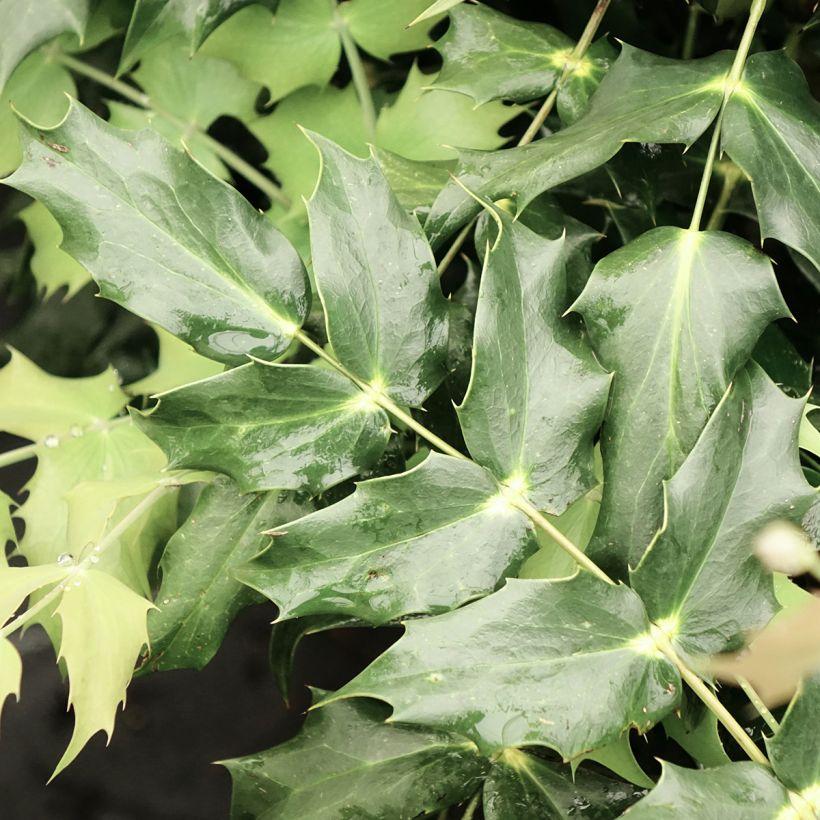 Mahónia japonica Hivernant (Folhagem)