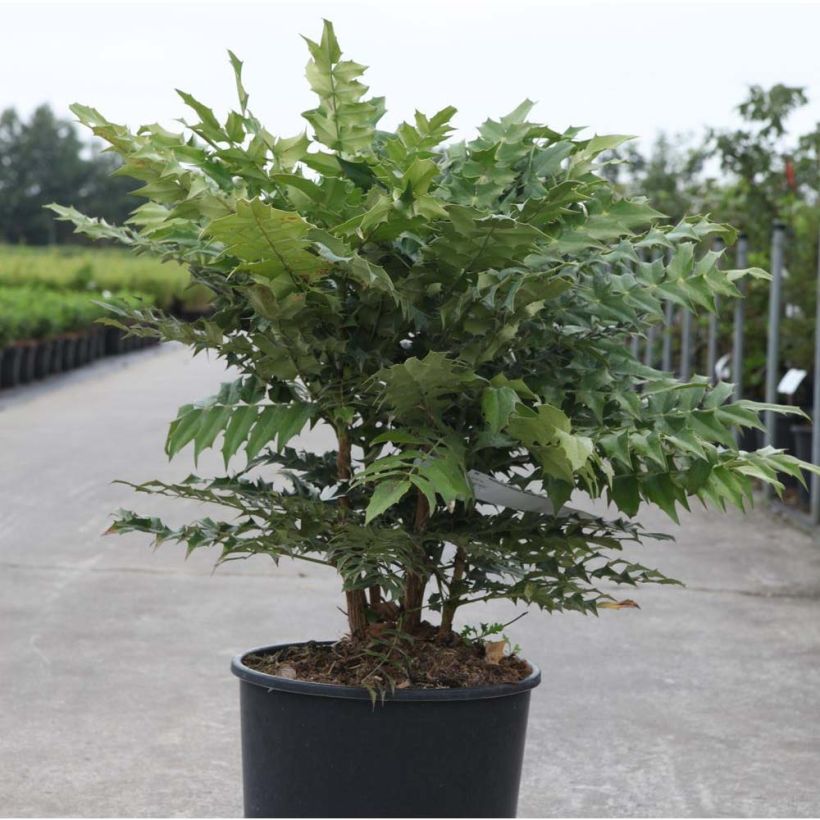 Mahónia-de-inverno Winter Sun (Hábito)