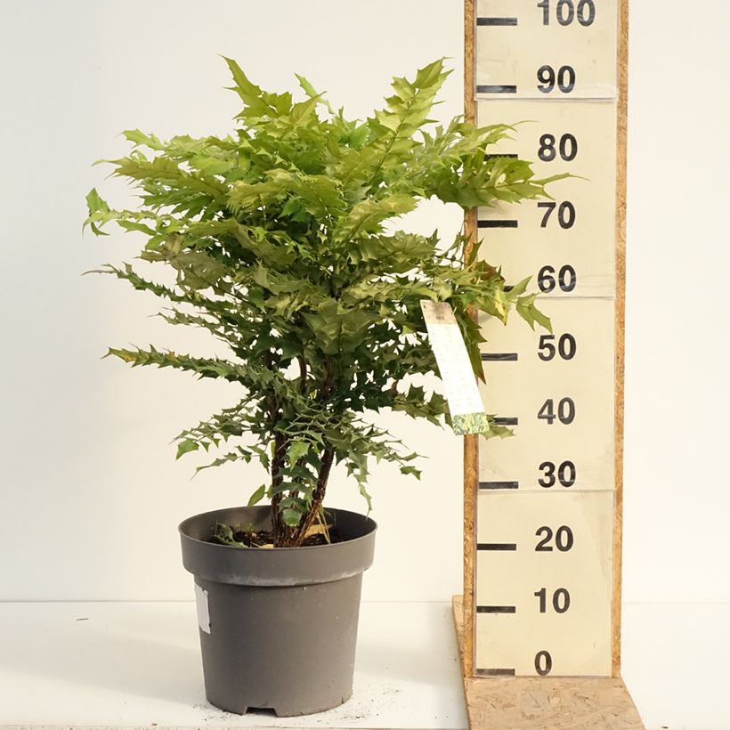 Amostra de Mahónia-de-inverno Winter Sun Vaso de 7,5 L/10 L tal como entregue no verão