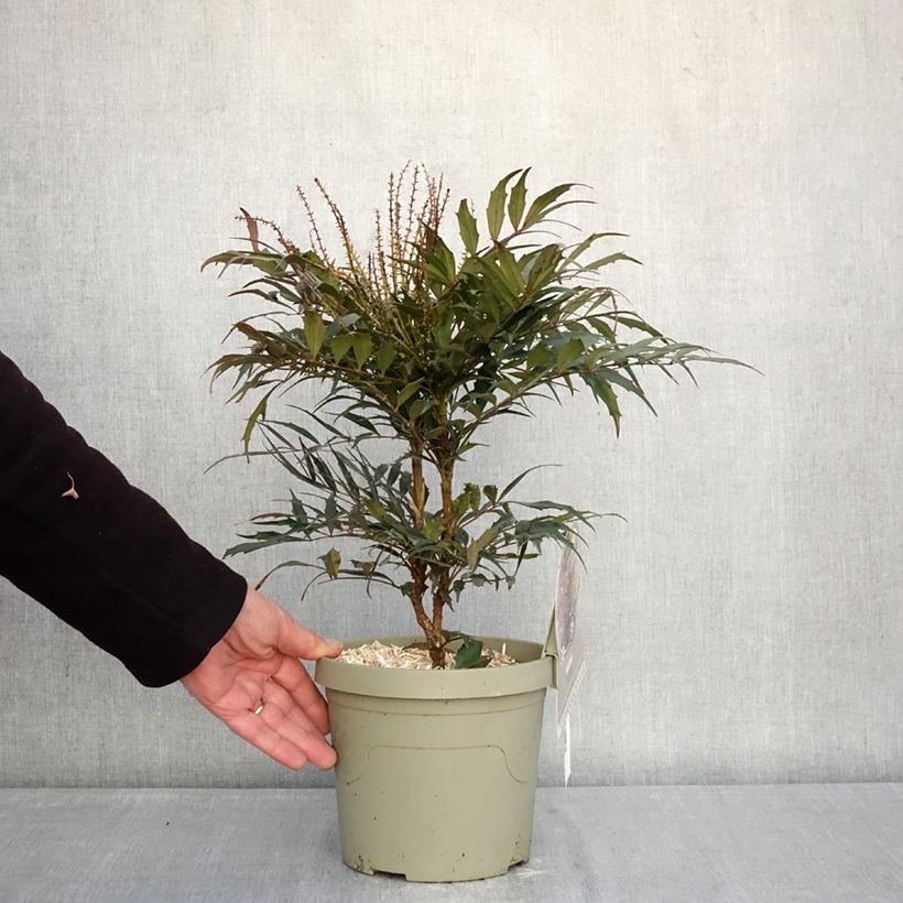 Amostra de Mahónia Meteor Vaso de 3 L/4 L tal como entregue no inverno