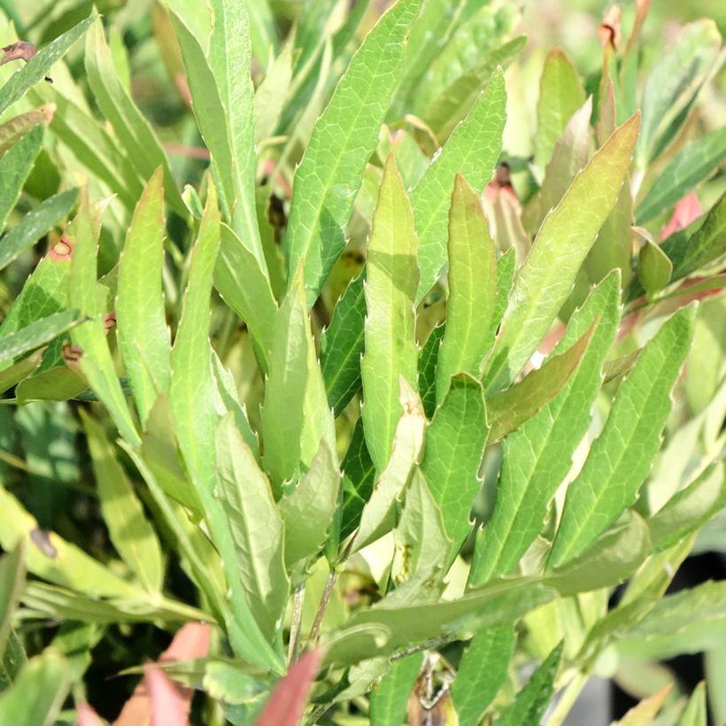 Mahónia sinensis (Folhagem)