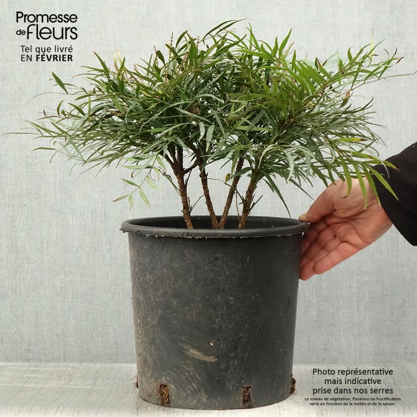 Amostra de Mahónia eurybracteata Soft Caress Vaso de 7,5 L/10 L tal como entregue no inverno