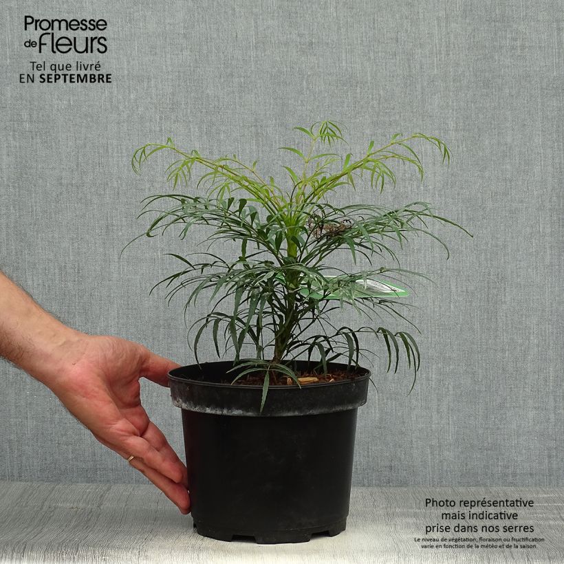 Amostra de Mahónia eurybracteata Soft Caress Vaso de 3 L/4 L tal como entregue no outono