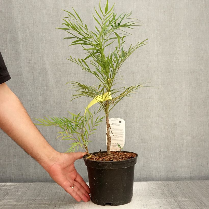 Amostra de Mahónia eurybracteata Soft Caress Vaso de 3 L/4 L tal como entregue no verão