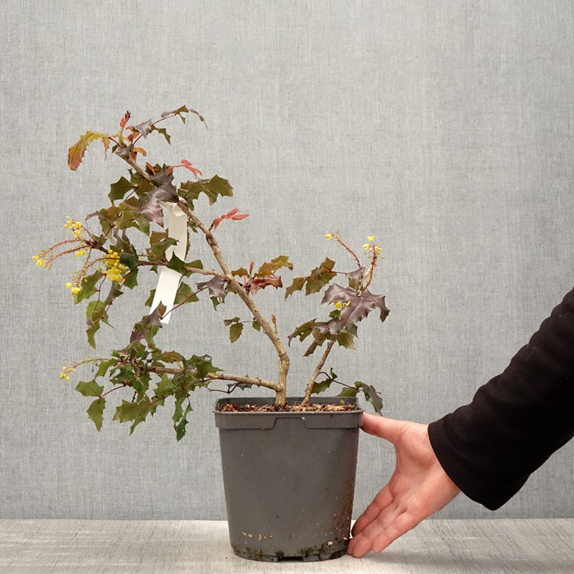 Amostra de Mahónia-de-inverno wagneri Fireflame Vaso de 4 L/5 L tal como entregue na primavera