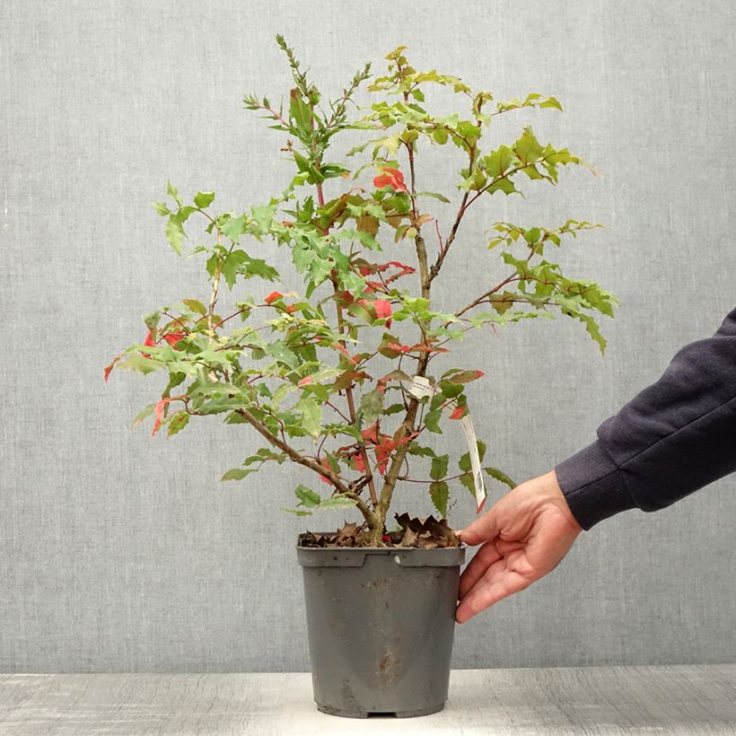 Amostra de Mahónia-de-inverno wagneri Pinnacle Vaso de 4 L/5 L tal como entregue no verão