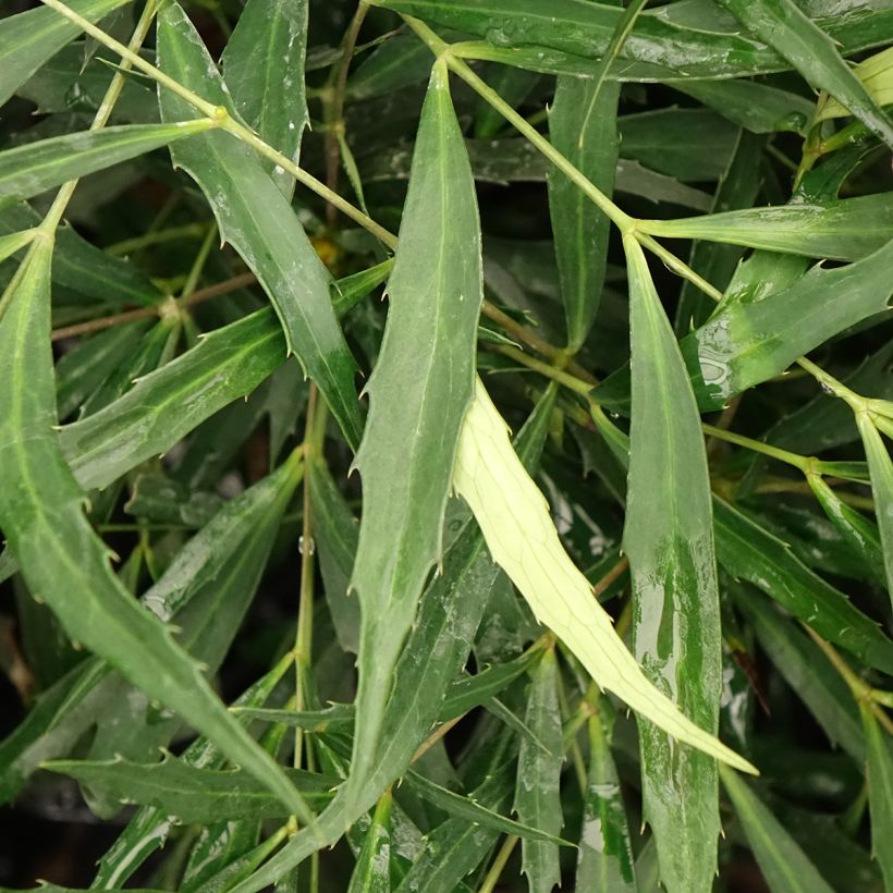 Mahónia eurybracteata Sweet Winter (Folhagem)