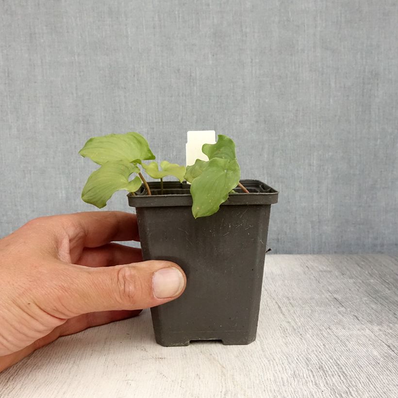 Amostra de Maianthemum bifolium Vaso de 8/9 cm tal como entregue no verão