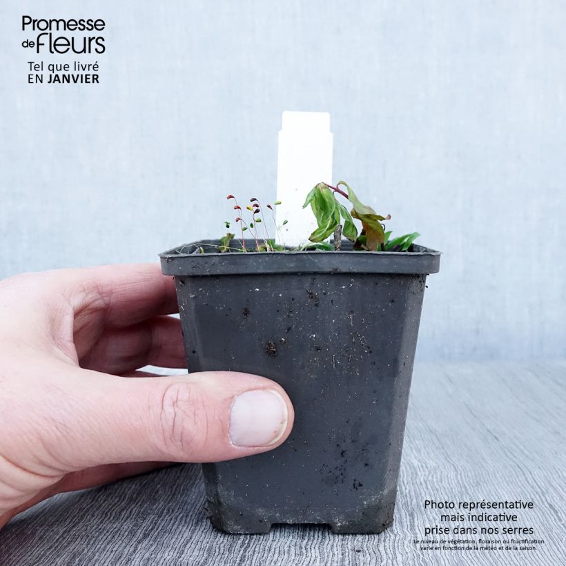 Amostra de Maianthemum bifolium - Maianthème à deux feuilles Vaso de 8/9 cm tal como entregue no inverno