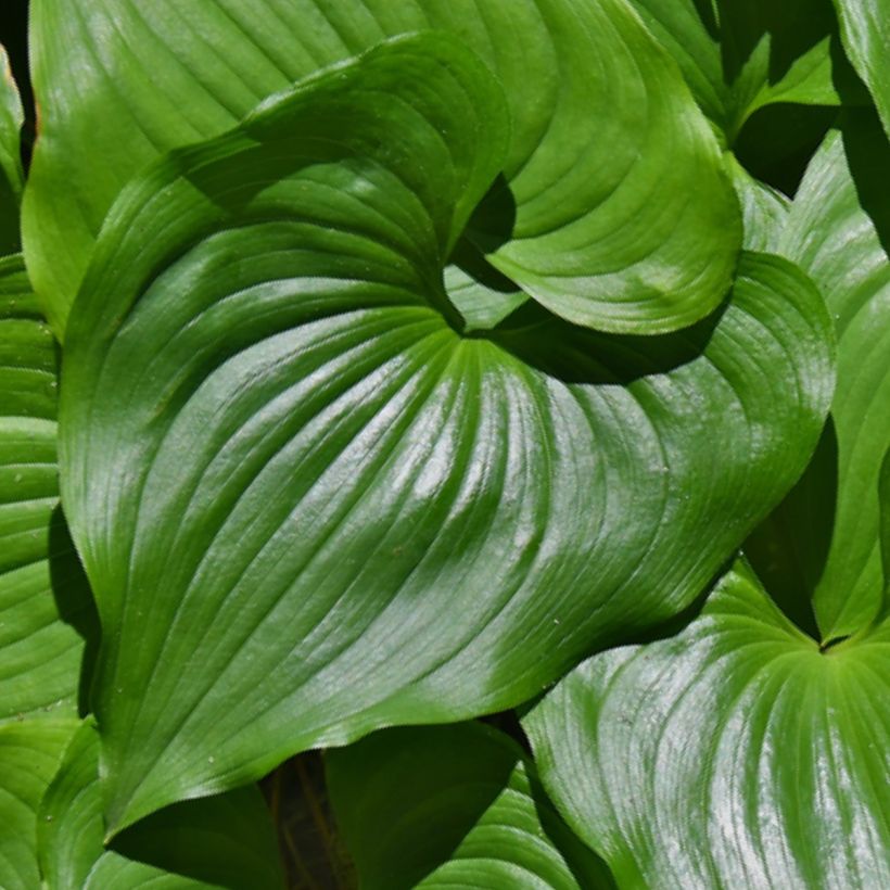 Maianthemum kamtschaticum (Folhagem)
