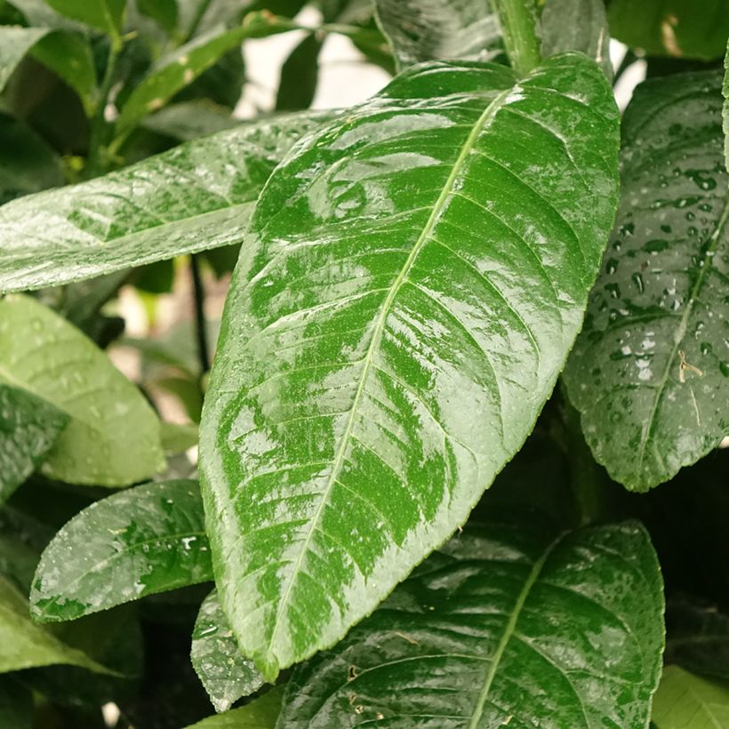 Cidra mão-de-buda - Citrus medica var. sarcodactylis (Folhagem)