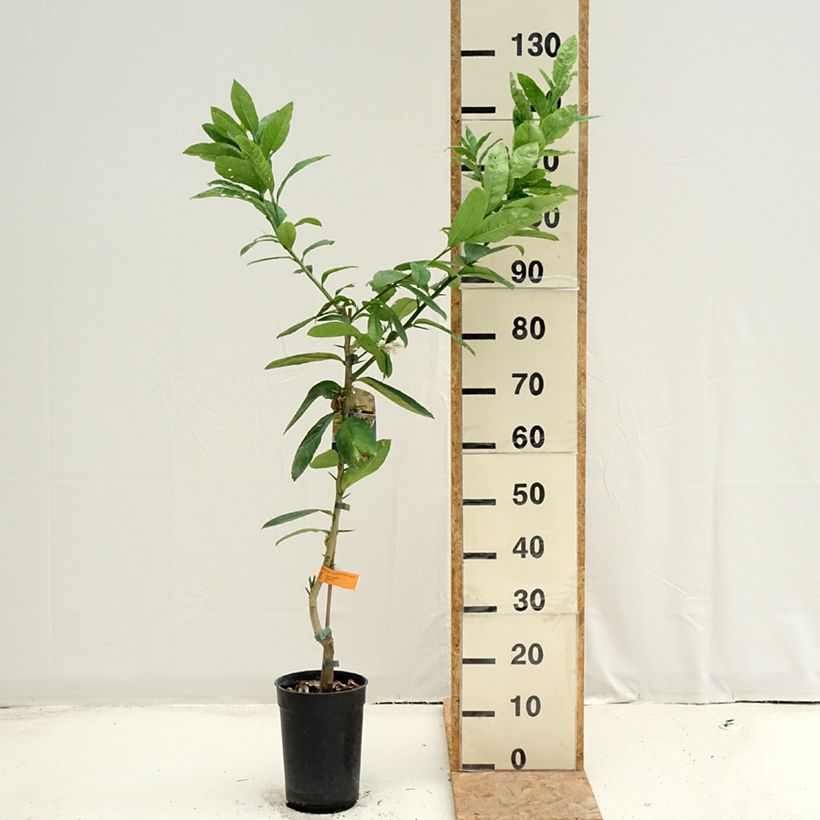 Amostra de Cidra mão-de-buda - Citrus medica var. sarcodactylis Vaso de 3 L/4 L, Tufo tal como entregue no verão