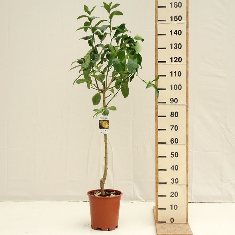 Amostra de Main de Bouddha - Citrus medica var. sarcodactylis Vaso de 7,5 L/10 L, Meia haste tal como entregue na primavera