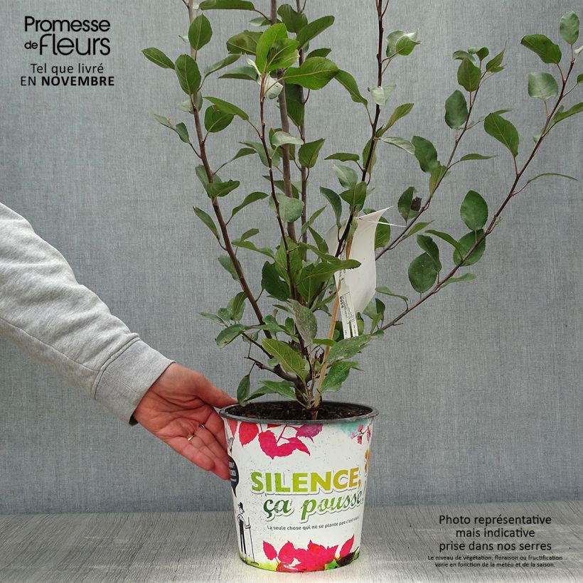 Amostra de Malus transitoria Appletini - Macieira ornamental Vaso de 4 L/5 L tal como entregue no outono