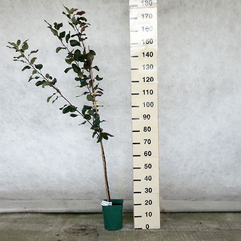 Amostra de Malus transitoria Appletini - Macieira ornamental Vaso de 4 L/5 L tal como entregue no verão