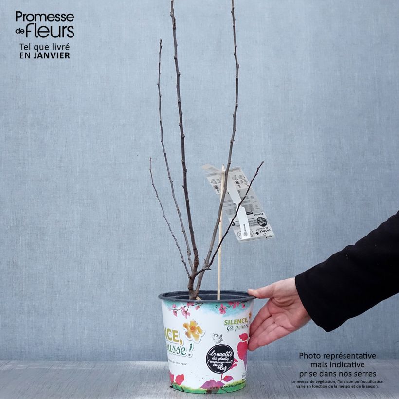 Amostra de Malus transitoria Appletini - Macieira ornamental Vaso de 4 L/5 L tal como entregue no inverno