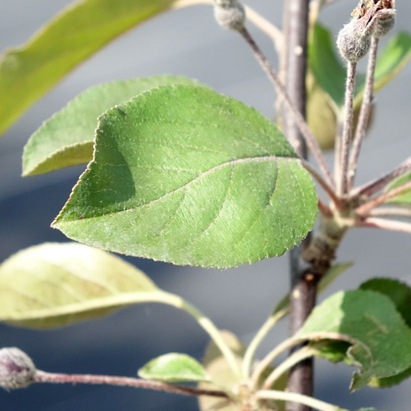 Malus transitoria Appletini - Macieira ornamental (Folhagem)
