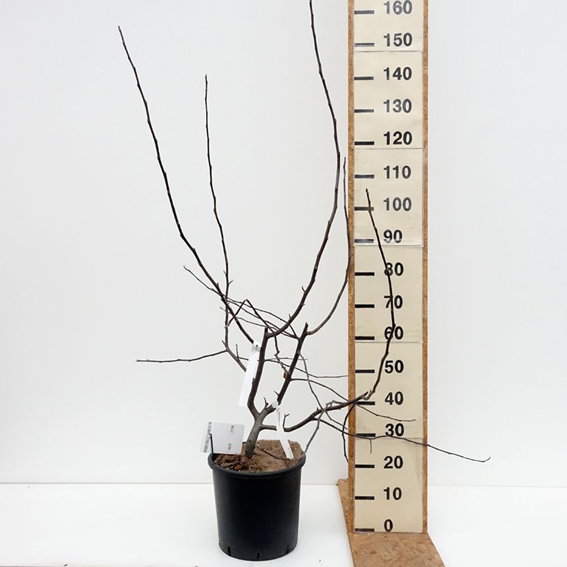 Amostra de Malus Brandy Magic - Macieira ornamental Vaso de 12 L/15 L tal como entregue no outono