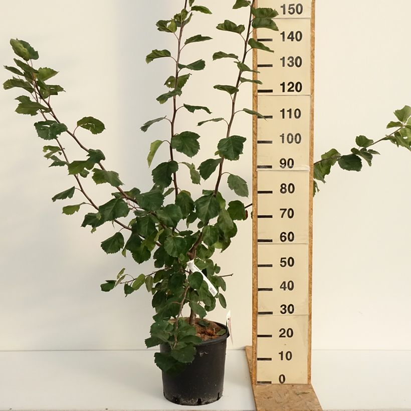 Amostra de Malus Brandy Magic - Pommier d'ornement Vaso de 12 L/15 L tal como entregue no verão