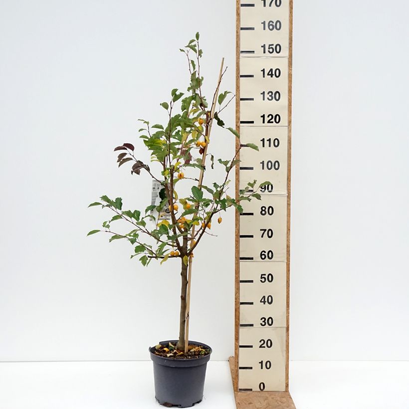 Amostra de Malus Comtesse De Paris Vaso de 7,5 L/10 L, Fuso tal como entregue no outono