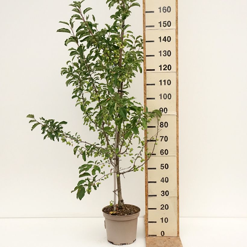 Amostra de Malus Comtesse De Paris Vaso de 7,5 L/10 L, Fuso tal como entregue no verão