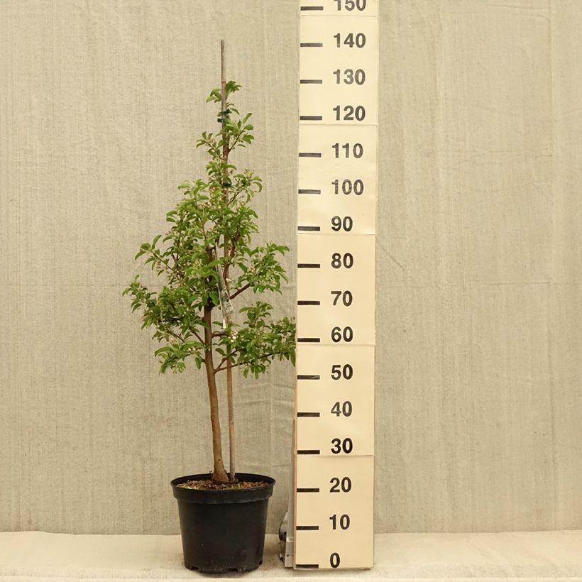 Amostra de Malus Comtesse De Paris Vaso de 7,5 L/10 L, Fuso tal como entregue na primavera