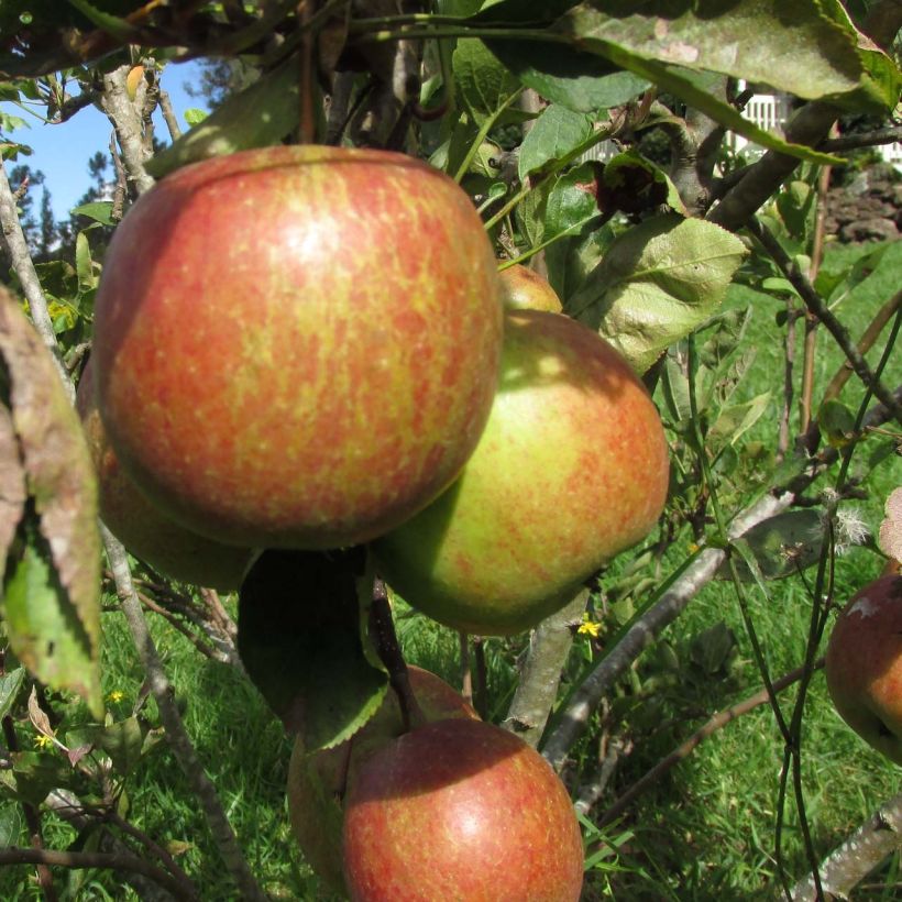 Macieira Braeburn - Malus domestica (Colheita)
