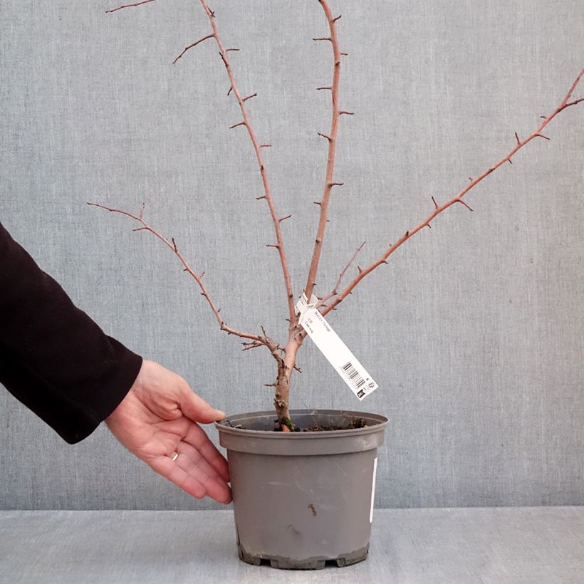 Amostra de Malus toringo (Korean type) - Pommier d'ornement Pot de 3L/4L tal como entregue no outono