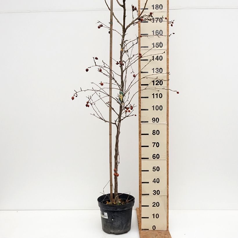 Amostra de Malus robusta Yellow Siberian - Macieira ornamental Vaso de 12 L/15 L tal como entregue no outono