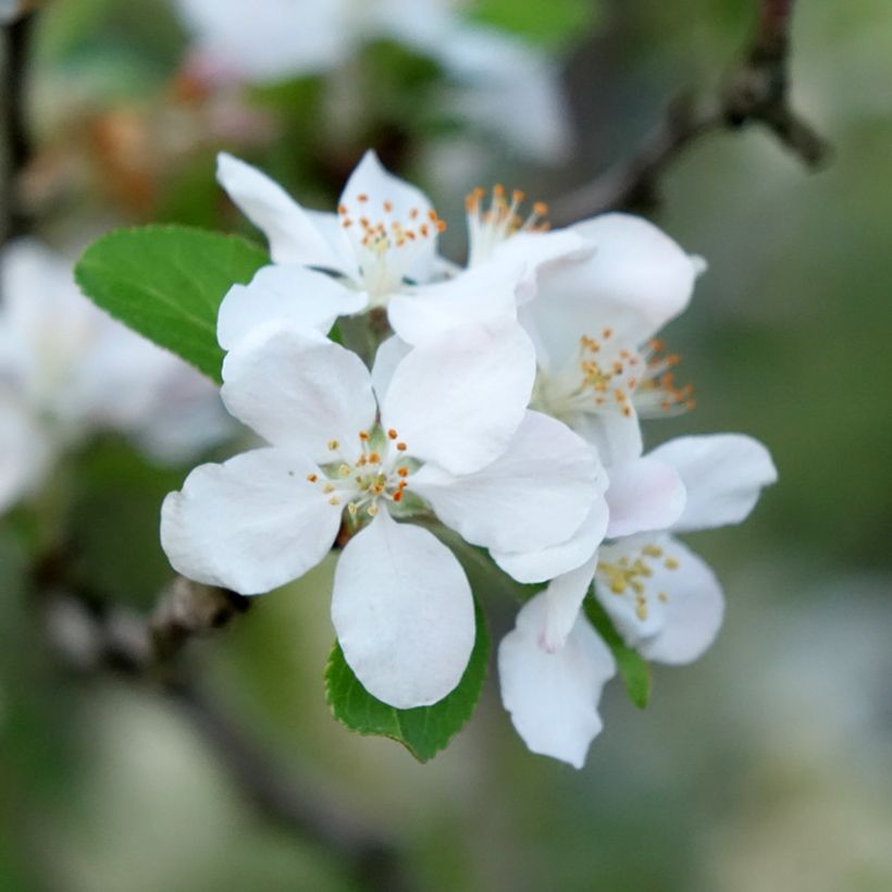 Malus robusta Yellow Siberian - Macieira ornamental (Floração)