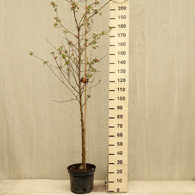 Amostra de Malus robusta Yellow Siberian - Macieira ornamental Vaso de 12 L/15 L tal como entregue na primavera