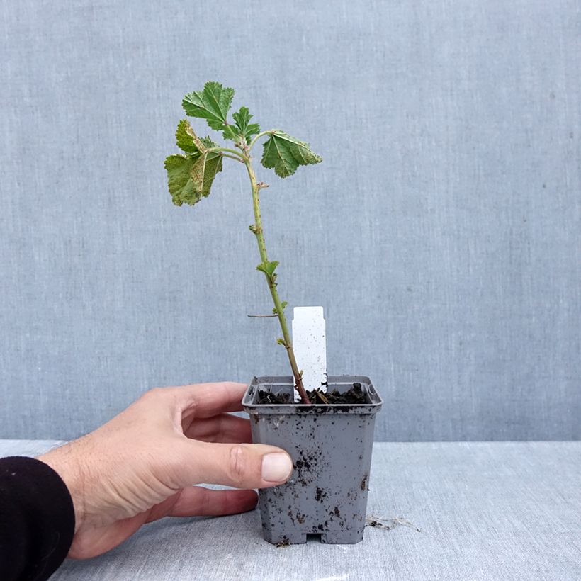 Amostra de Malva silvestre Zebrina Blue Vaso de 8/9 cm tal como entregue no outono