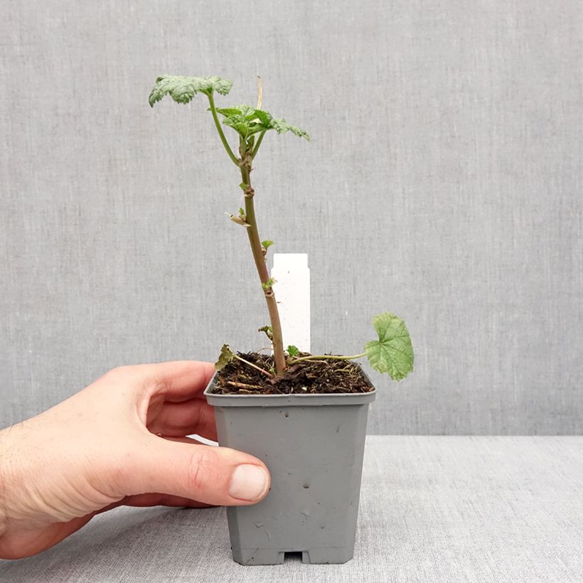 Amostra de Malva ou Mauve sylvestris Zebrina Vaso de 8/9 cm tal como entregue no inverno