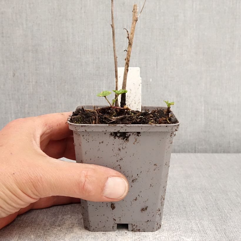 Amostra de Malva silvestre Zebrina Blue Vaso de 8/9 cm tal como entregue na primavera
