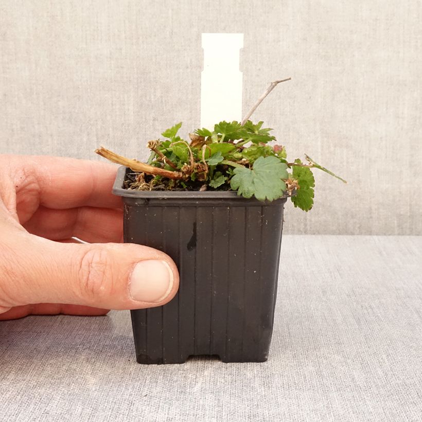 Amostra de Malvastrum lateritium Vaso de 8/9 cm tal como entregue na primavera