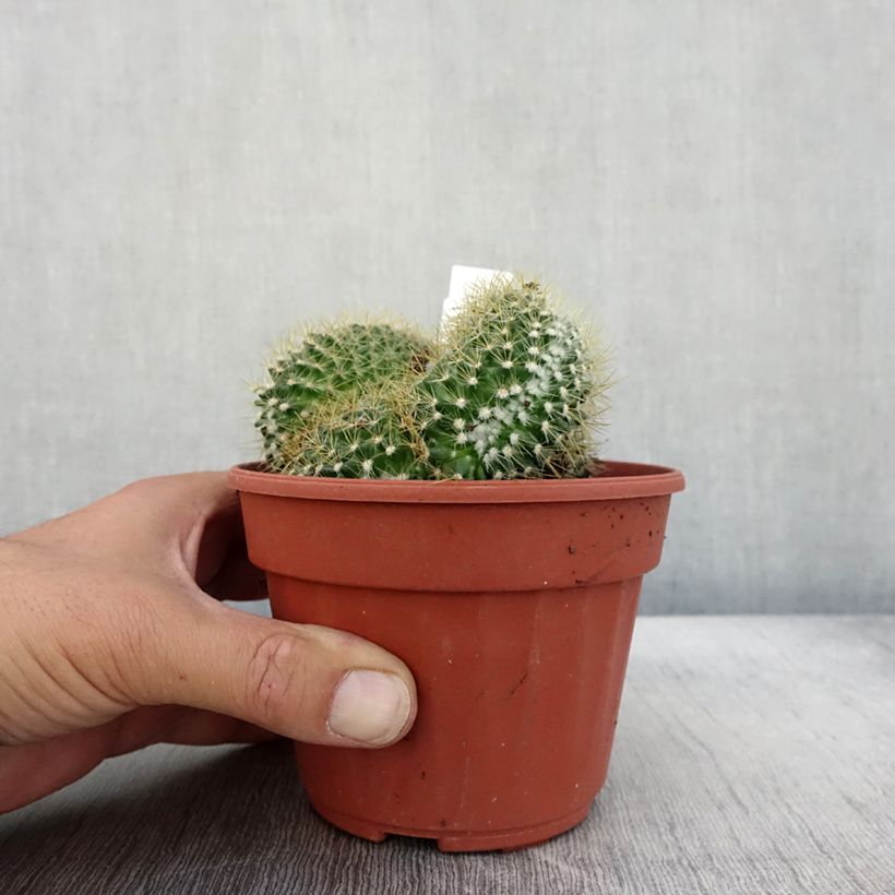 Amostra de Mammillaria elongata Cristata - Cacto-dedal Vaso de 12 cm/13 cm tal como entregue no outono