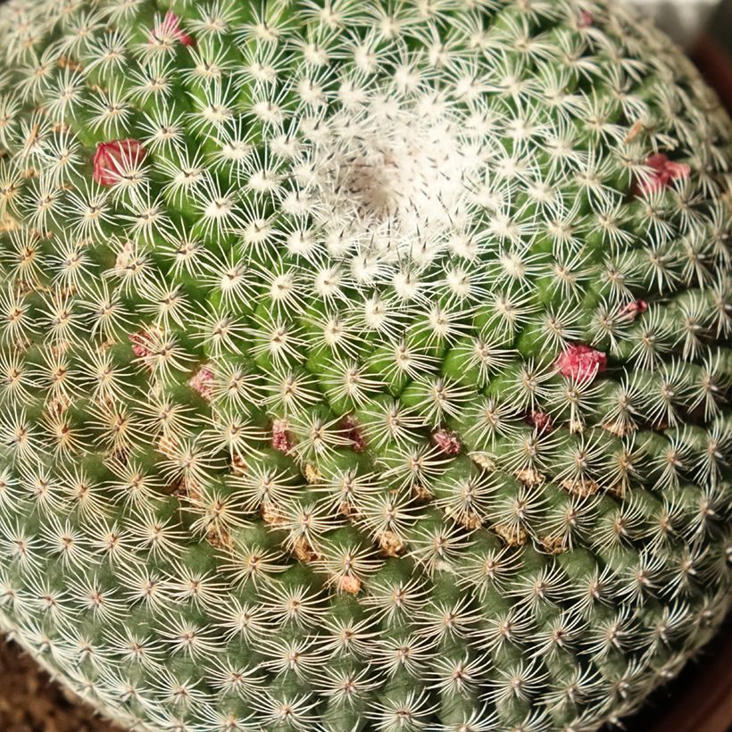 Mammillaria perbella (Folhagem)