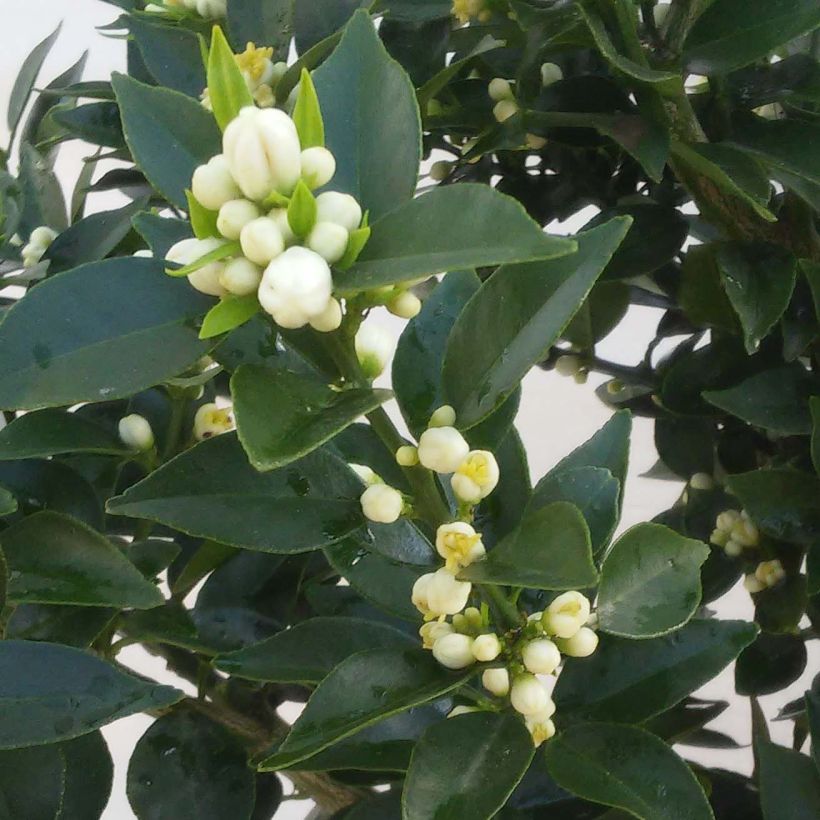 Chinotto - Citrus aurantium var. myrtifolia (Floração)