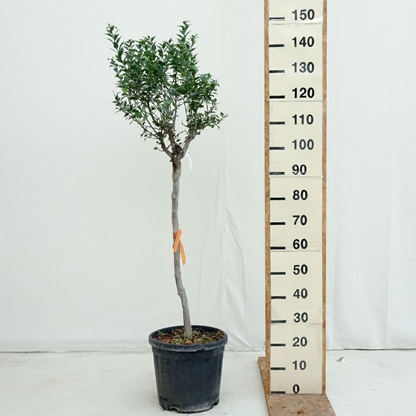 Amostra de Chinotto - Citrus aurantium var. myrtifolia Vaso de 18 L/20 L, Meia haste tal como entregue no outono