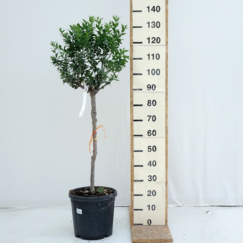 Amostra de Chinotto - Citrus aurantium var. myrtifolia Vaso de 18 L/20 L, Meia haste tal como entregue no verão