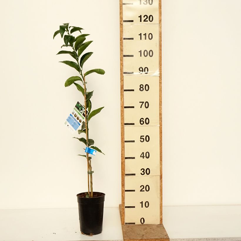 Amostra de Tangerina - Citrus deliciosa Vaso de 3 L/4 L, Rebento tal como entregue no inverno