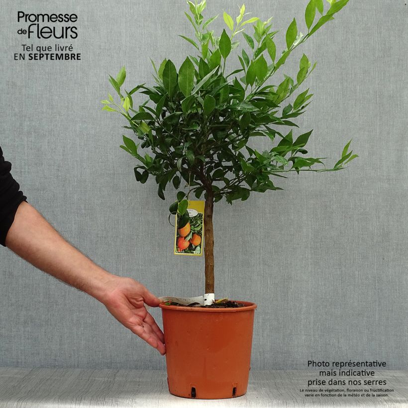Amostra de Tangerineira Keraji - Citrus reticulata Vaso de 2 L/3 L, Arbusto tal como entregue no outono