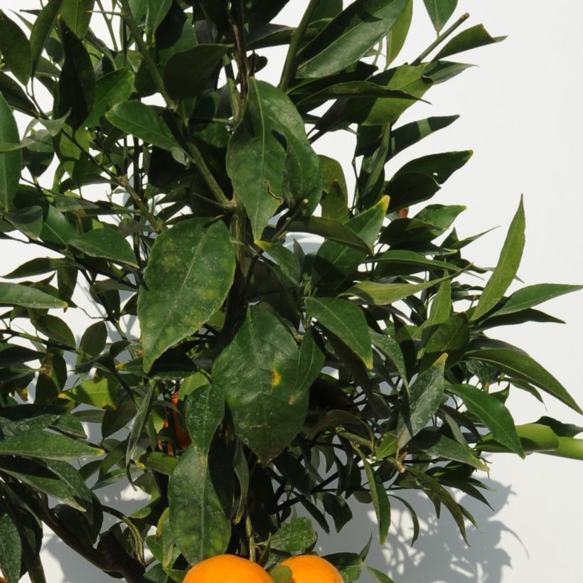 Tangerina - Citrus deliciosa (Folhagem)