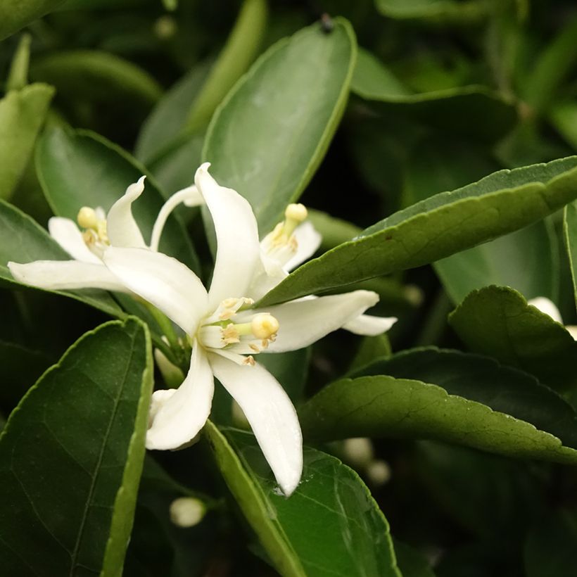 Tangerineira Satsuma - Citrus reticulata subsp. unshiu (Folhagem)