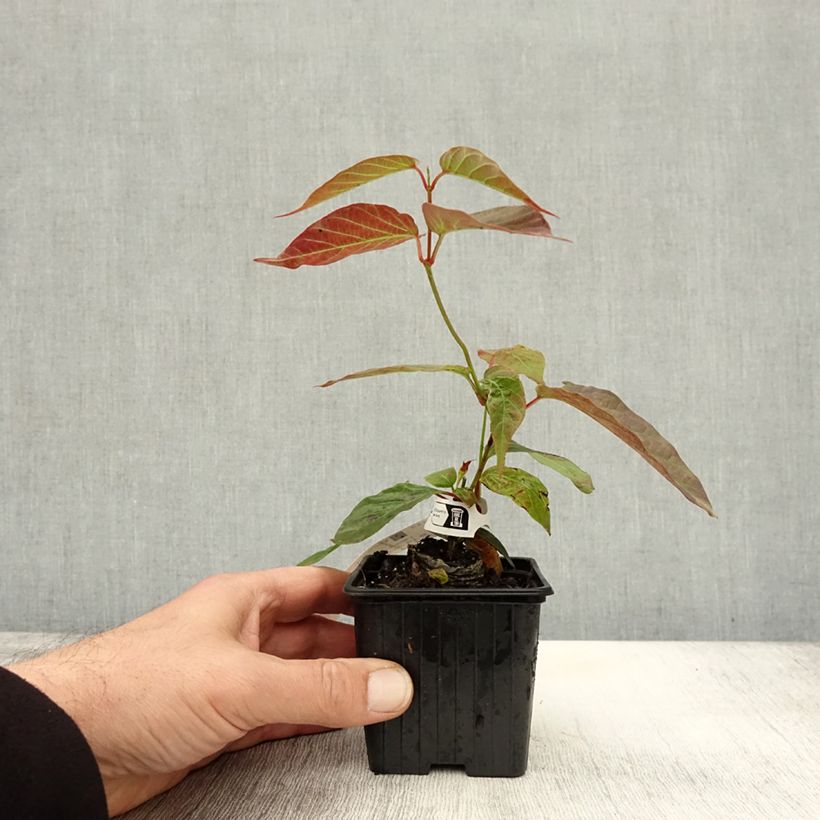 Amostra de Mandevilla laxa Vaso de 8/9 cm tal como entregue no outono