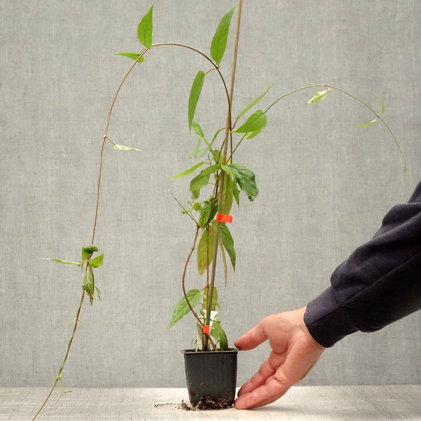 Amostra de Mandevilla laxa Vaso de 8/9 cm tal como entregue no verão