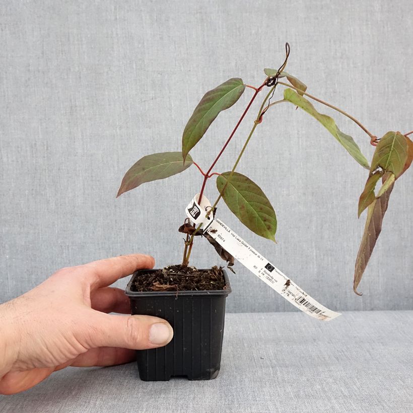 Amostra de Mandevilla laxa Vaso de 8/9 cm tal como entregue no inverno