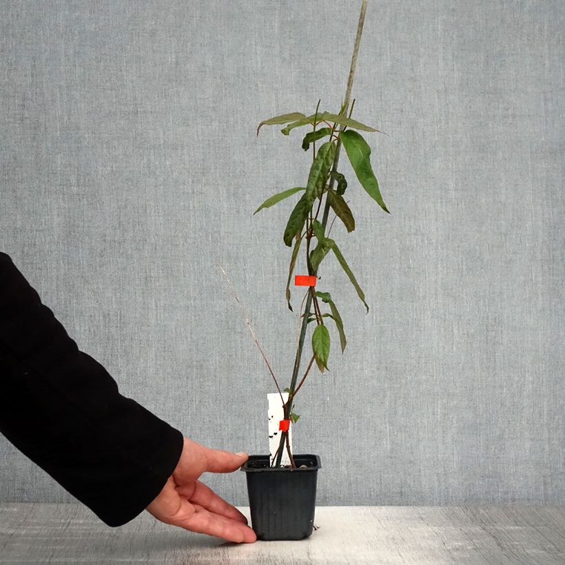 Amostra de Mandevilla laxa Vaso de 8/9 cm tal como entregue na primavera