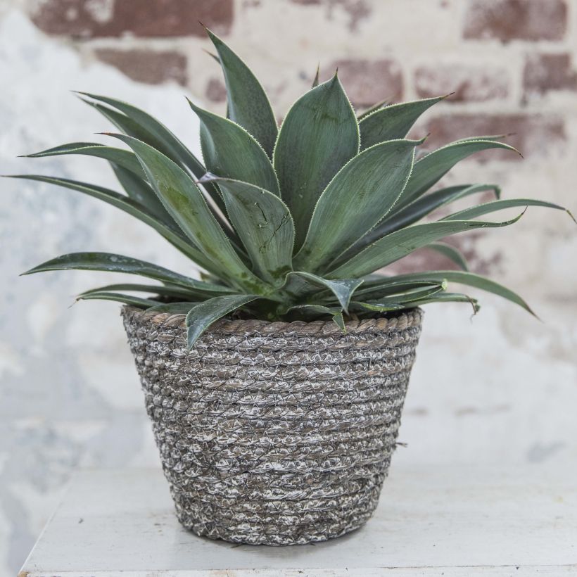 Mangave Lavender Lady (Hábito)